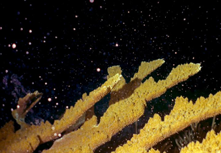 Illustration for article titled Lab-Grown Coral Is the Latest Hail Mary Plan to Save Earth's Reefs